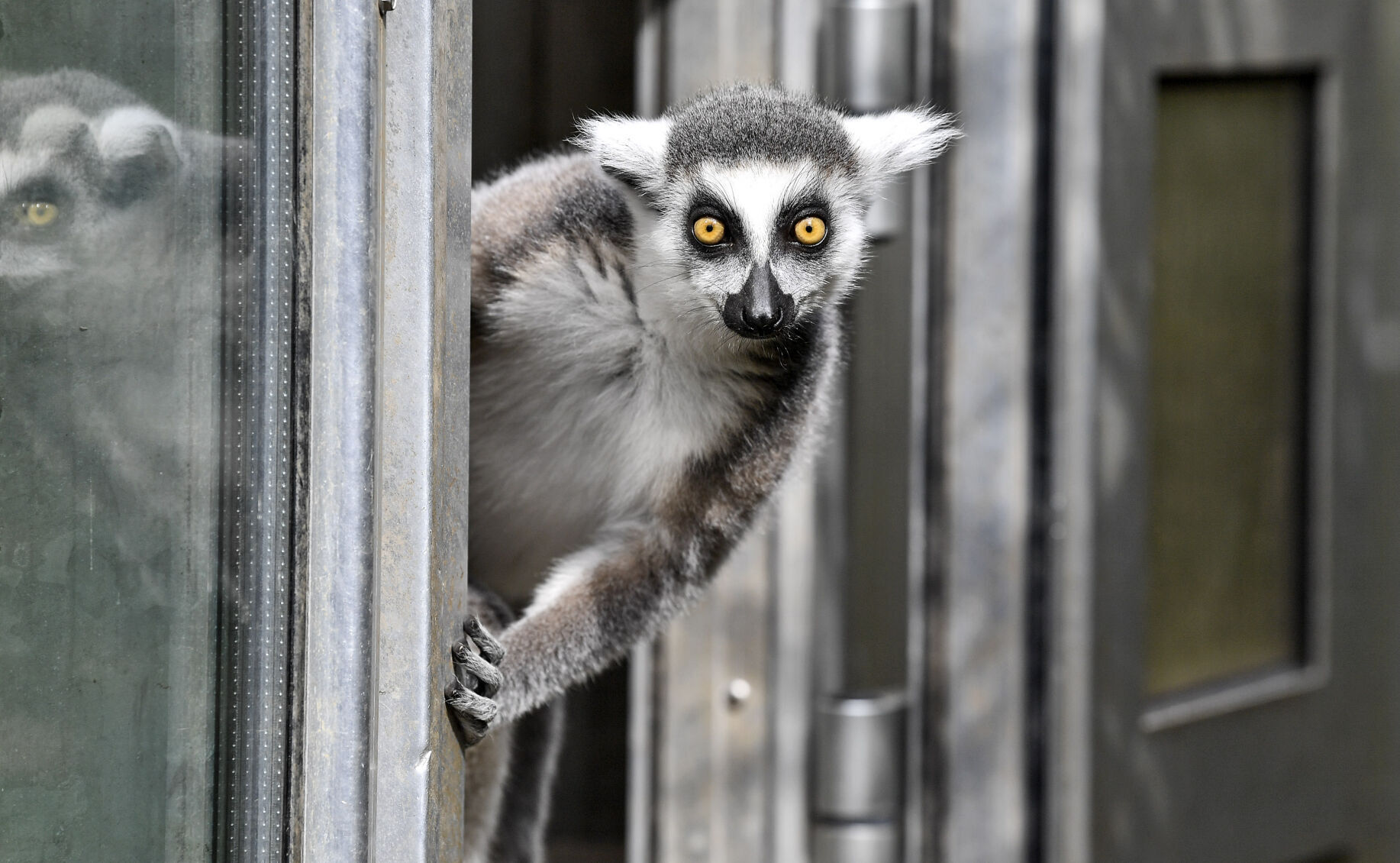 APTOPIX Germany Zoo